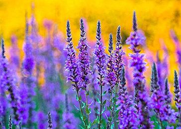 MMO游戏《DC超级英雄Online》现已推出PS5版本