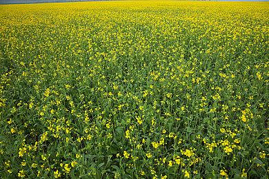 《白雪公主》新预告 主角唱“Waiting On A Wish” 